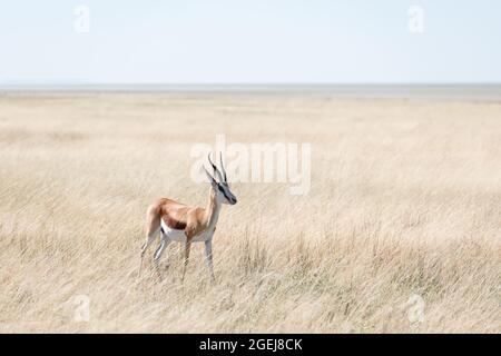 Ein Männchen von Schwarzgesichtenimpala (Aepyceros melampus petersi) bleibt auf trockenem Gras und blickt nach vorne, Etosha National Park, Namibia, Afrika Stockfoto