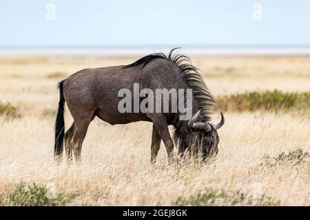 Große afrikanische Antilope GNU (Blauer Gnus, Connochaetes taurinus), die am Abend in gelb-trockenem Gras in der namibischen Savanne spazierend ist. Wildtierfotografie in Afrika Stockfoto