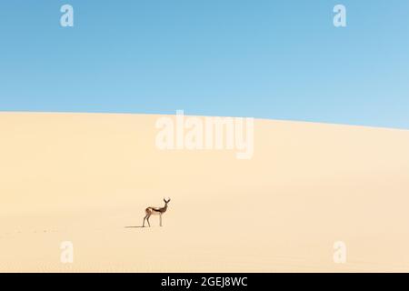 Ein Männchen von Schwarzgesichtenimpala (Aepyceros melampus petersi) in der Namib-Wüste im Namib-Naukluft-Nationalpark von Namibia, Afrika. Landschaftsfotografie Stockfoto