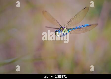 Southern Hawker im Flug, Aeshna Cyanea, fliegende männliche Libelle, Nahaufnahme/Makro Stockfoto