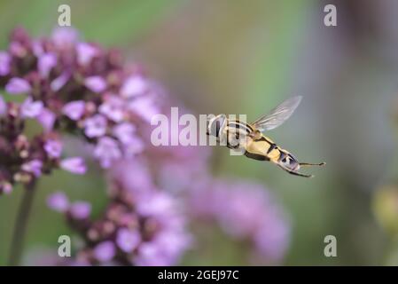 Große Tiger-Hoverfly im Flug (Helophilus trivittatus), große Sumpfschwebfliege im Flug, Insekten im Flug mit manuellem Fokus, Nahaufnahme/Makro Stockfoto