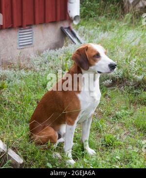 GOTLAND HOUND Schwedische Hunderasse, die hauptsächlich nach Duft jagt.Diese Rassen sind eine Jagdrasse für Fuchs und Hase Stockfoto