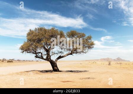 Tupikalandschaft von Namibia, Afrika. Einzelne Akazienbäume, Wüste und Berge auf dem Hintergrund und gelbe Savanne mit blauem Himmel Hintergrund Stockfoto