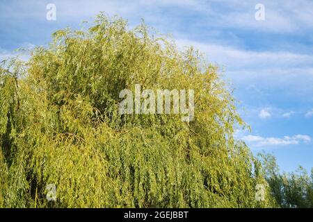 Trauerweide (Salix Babylonica) im Spätsommer Stockfoto