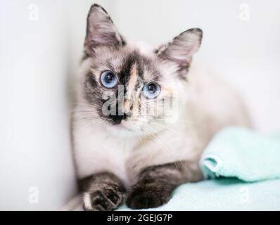 Eine Tortoiseshell Point Siamkatze mit blauen Augen und erweiterten Pupillen Stockfoto