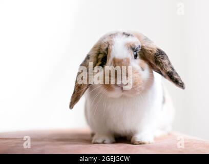 Ein mit einem Lop-Ohr-Kaninchen mit Calico-Markierungen sitzend und auf die Kamera schauend Stockfoto
