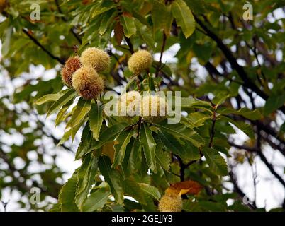 Nahaufnahme eines Kastanienzweiges, von dem mehrere Igel mit Kastanien im Inneren hängen. Stockfoto