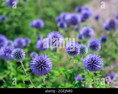 Blau Glow Globe Thistle Blumen in einem Garten im Sommer Stockfoto