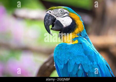 Nahaufnahme eines farbenprächtigen blauen und gelben Ara-Papagei vor einem Bokeh-Hintergrund Stockfoto
