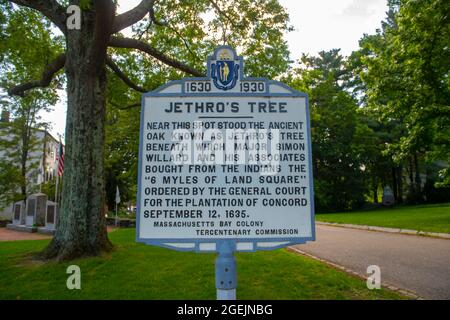 Jethro's Tree ist eine uralte Eiche, die Major Simon Willard und Mitarbeiter 6 von den Indianern 1635 Meilen Landplatz kauften. Stockfoto