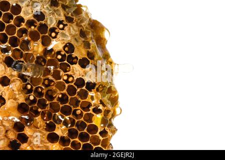 Makrofoto eines Bienenstocks auf einer Wabe mit Copyspace. Bienen produzieren frisch Stockfoto