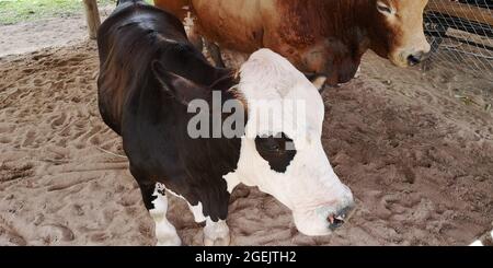 Kleiner schwarz-weißer Ochse in der Scheune auf dem Bauernhof. Stockfoto