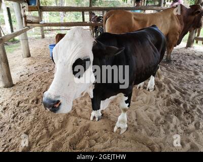 Kleiner schwarz-weißer Ochse in der Scheune auf dem Bauernhof. Stockfoto