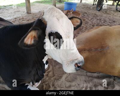 Kleiner schwarz-weißer Ochse in der Scheune auf dem Bauernhof. Stockfoto