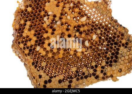 Makrofoto eines Bienenstocks auf einer Wabe mit Copyspace. Bienen produzieren frisch Stockfoto