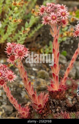 Winziges und wunderschönes Sempervivum ‘Corsair’, Houseleek ‘Corsair’ in Blüte. Nahaufnahme des Pflanzenportraits Stockfoto