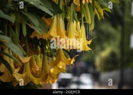 Schöne Aufnahme von Brugmansia Versicolor Blumen in einem Garten Stockfoto