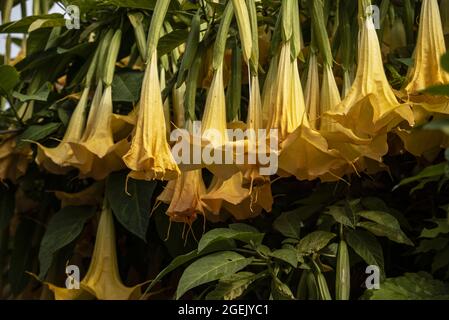 Schöne Aufnahme von Brugmansia Versicolor Blumen in einem Garten Stockfoto