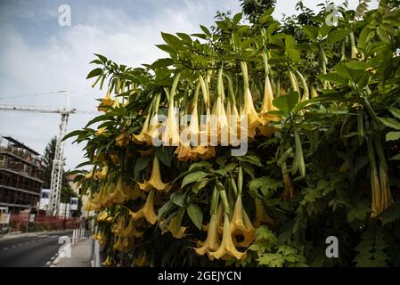 Schöne Aufnahme von Brugmansia Versicolor Blumen in einem Garten Stockfoto