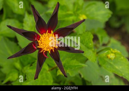 Starr und ungewöhnlich ungewöhnlich, Dahlia „Honka Black“, Dahlia „Verrone’s Obsidian“ Stockfoto