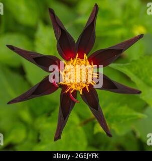 Starr und ungewöhnlich ungewöhnlich, Dahlia „Honka Black“, Dahlia „Verrone’s Obsidian“ Stockfoto