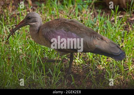 Hada Ibis Bostrychia hagedash 8189 Stockfoto