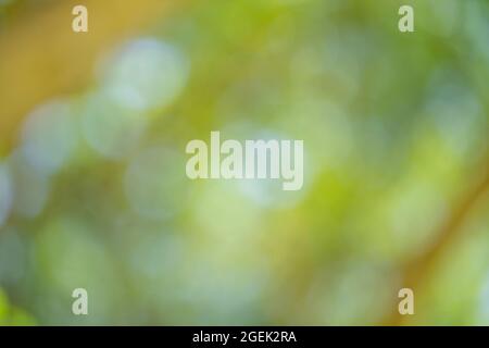 Unscharfes grünes Bokeh-Licht Stockfoto