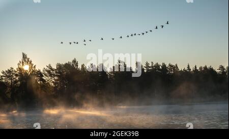 Ein Schwarm kanadischer Gänse fliegt über See und Wald, mit aufsteigendem Nebel bei goldenem Sonnenaufgang am Morgen. Blauer Himmel Stockfoto