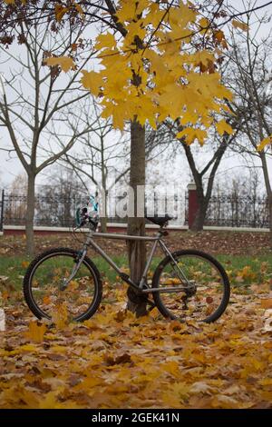 Mountainbike im Herbstpark. Rund um die gelben Herbstblätter. Stockfoto