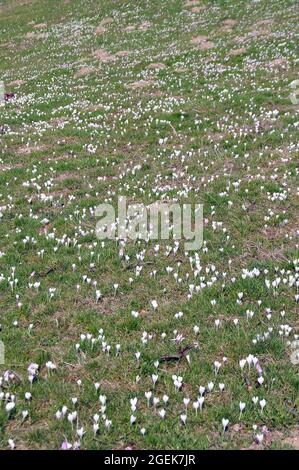 Frühlingscrocus, Frühlings-Krokus, Frühlings-Safran, Crocus vernus subsp. Albiflorus, fehér sáfrány, Monte Baldo Range, Italien, Europa Stockfoto