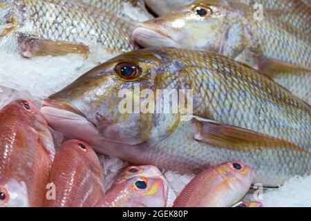 Al Mina Fischmarkt in Abu Dhabi, VAE, frischer Fisch auf Eis. Stockfoto