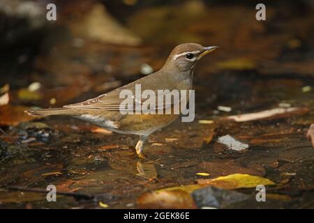 Eyebrowed Thrush (Turdus obscurus) erster Winter im flachen Kaeng Krachen-Becken, Thailand Februar Stockfoto