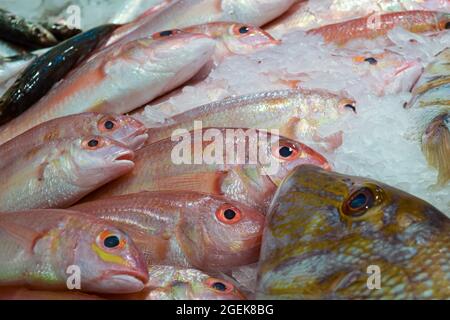 Al Mina Fischmarkt in Abu Dhabi, VAE, frischer Fisch auf Eis. Stockfoto