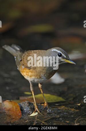 Eyebrowed Thrush (Turdus obscurus), das erste Wintermännchen, das im flachen Kaeng Krachen-Becken in Thailand steht Februar Stockfoto