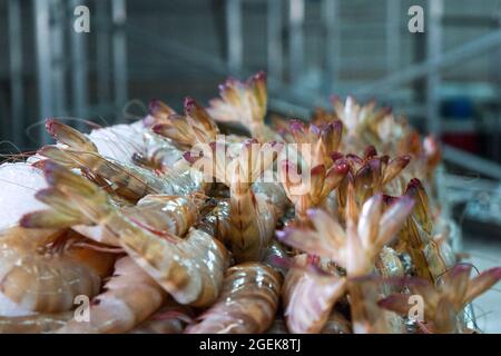 Frische Garnelen auf Eis auf dem Al Mina Fish Market, Abu Dhabi, VAE. Stockfoto