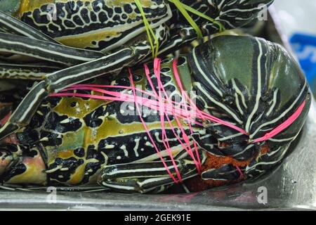 Frischer Fisch auf dem Eis auf dem Al Mina Fischmarkt, Abu Dhabi, VAE. Stockfoto