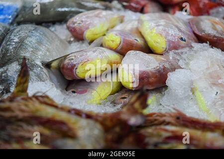 Al Mina Fischmarkt in Abu Dhabi, VAE, frischer Fisch auf Eis. Stockfoto