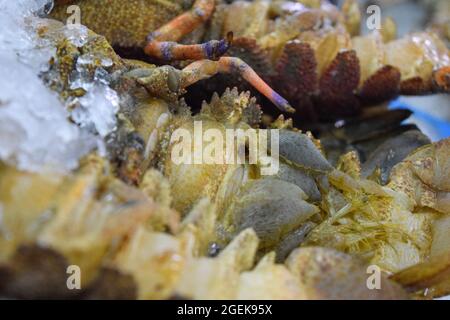 Frische Garnelen auf Eis auf dem Al Mina Fish Market, Abu Dhabi, VAE. Stockfoto