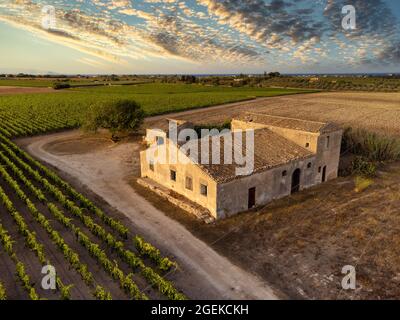 Luftaufnahme eines alten verlassenen sizilianischen Mühlsteins mit Reihen von Reben um an einem windigen Sommertag, Marzamemi, Sizilien, Italien Stockfoto