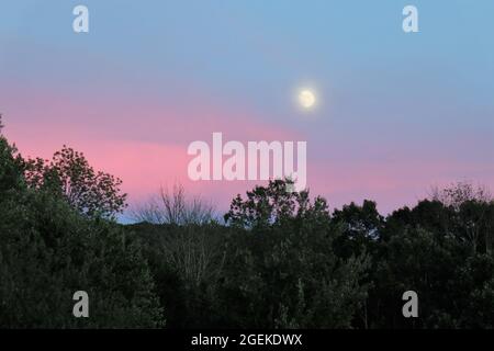 Der wachsende August-Mond steigt über dunklen Bäumen und rosafarbenen, glühenden Wolken in einem trüben Himmel auf Stockfoto