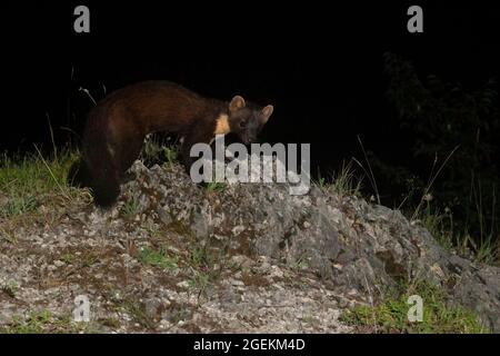 Pine Marten (Martes martes), Erwachsene, die nachts auf einem felsigen Boden spazieren, Kampanien, Italien Stockfoto