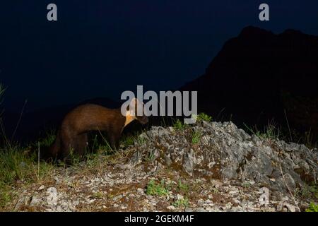 Pine Marten (Martes martes), Erwachsene, die nachts auf einem felsigen Boden spazieren, Kampanien, Italien Stockfoto