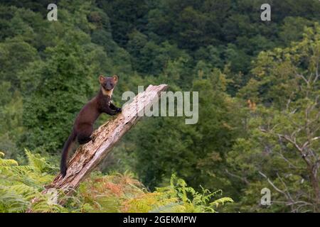 Pine Marten (Martes martes), Erwachsener klettert einen alten Stamm in einer Berglandschaft, Kampanien, Italien Stockfoto