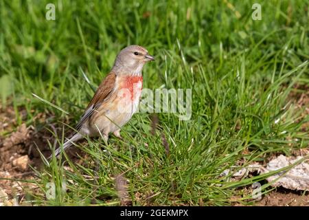 Gewöhnliches Linnet (Linaria cannabina), erwachsenes Männchen, das im Gras steht, Abruzzen, Italien Stockfoto