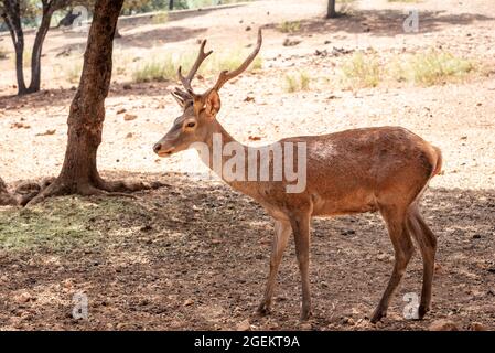 Junger Hirsch mit kleinem Geweih. (Gefangenschaft) Stockfoto