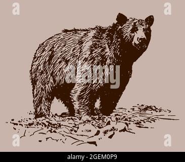 Grizzly Bear ursus arctos horribilis steht auf einem felsigen Boden. Illustration auf braunem Hintergrund nach einem Vintage-Stich aus dem frühen 20. Jahrhundert Stock Vektor