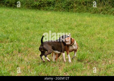 Zwei amerikanische Staffordshire Terrier Hunde spielen zusammen Stockfoto