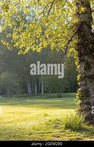 Spätfrühling Frühsommer Wiese mit Bäumen rund um die Rasenfläche Stockfoto