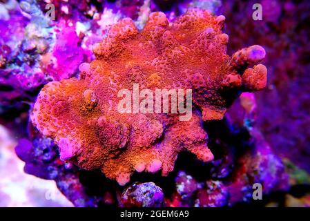 Ultra-Makro-Aufnahme mit Montipora Polypen sps-Korallenfrag Stockfoto