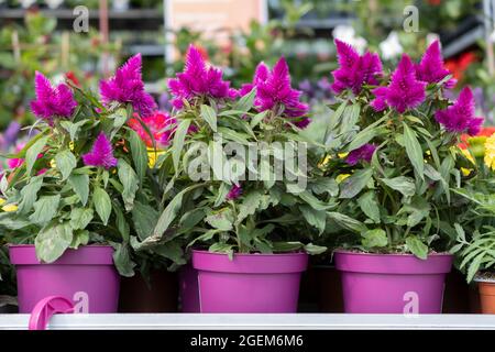 Celosia Blumen Pflanzen in kleinen Starter Kunststoff Topf für Sämling im Garten. Wachsende Sämlinge im frühen Frühjahr im Gewächshaus. Stockfoto